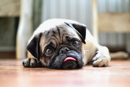 Cute pug dog lying on the floor with tongue sticking out.の写真素材