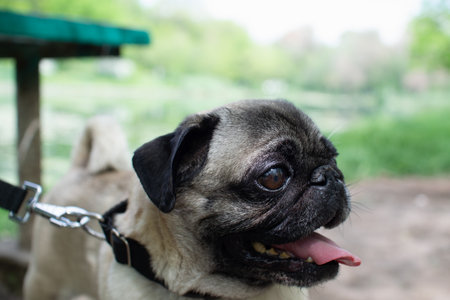 Portrait of pug dog in the park, shallow depth of fieldの写真素材