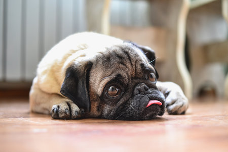 Cute pug dog lying on the floor in the living roomの写真素材
