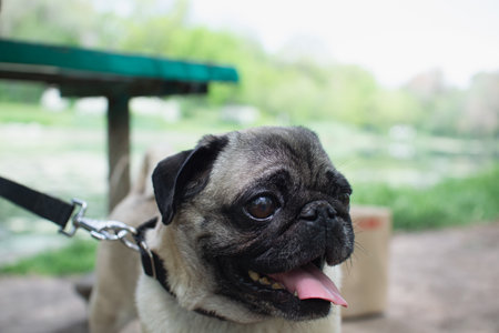 Pug dog with a leash on a walk in the park.の写真素材