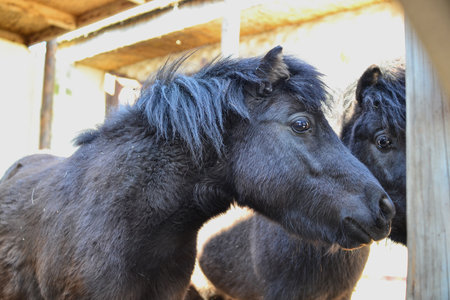 two black horses in a paddock looking at the camera on a sunny dayの写真素材