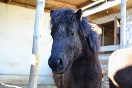 Portrait of a black horse. Selective focus.の写真素材