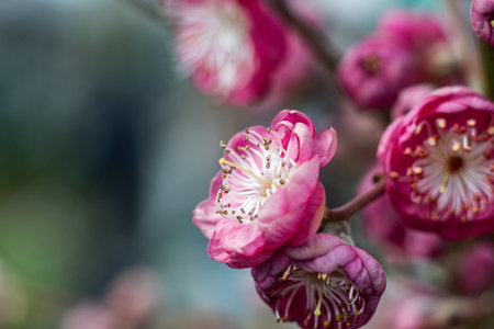 plum blossom in spring, close-up of pink flowers
