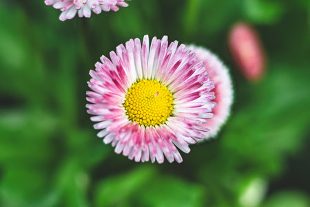 Bellis perennis, bellis perennisuerite