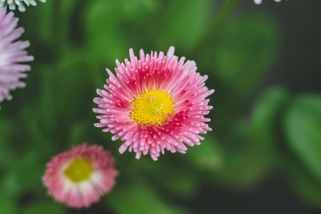 Bellis perennis, daisy or marguerite flowerの写真素材