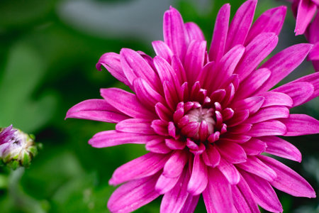 pink chrysanthemum flower in the garden close up
