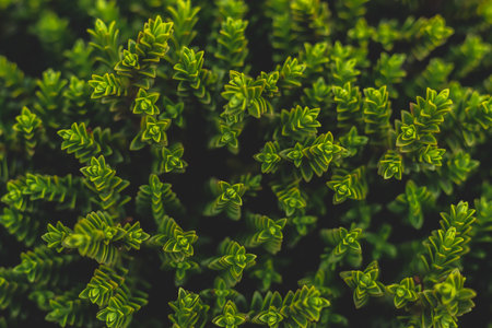 Close-up of green leaves background. Nature and environment concept.の写真素材