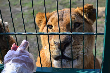 Lion in a cage, close-up of a lion in captivityの写真素材