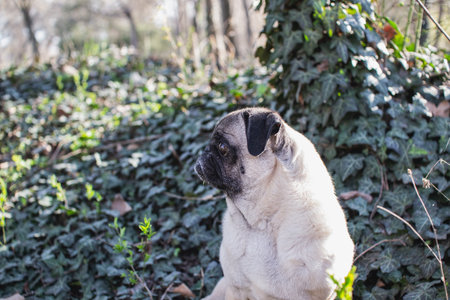 Pug sitting in the garden. Pug is looking at camera.の写真素材