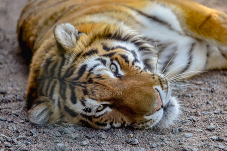 Close up of a tiger sleeping on the ground in the zoo.