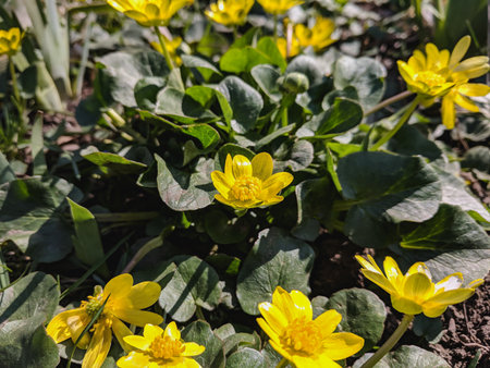 Caltha palustrish marigold, Caltha palustris