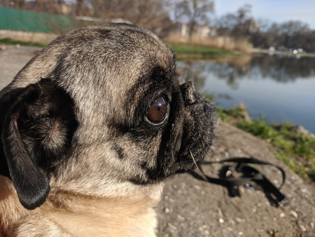 Pug dog on the background of the river. Close-up.の写真素材