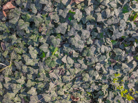 Ivy leaves background. Green ivy leaves texture. Nature background.