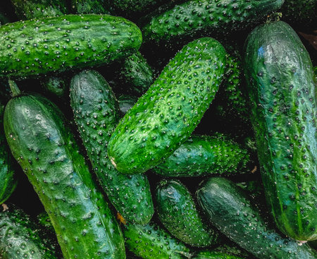 Fresh cucumbers. Cucumbers background. Cucumbers backgroundの写真素材