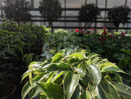 Ficus benjamina or rubber tree in a glasshouse.の写真素材