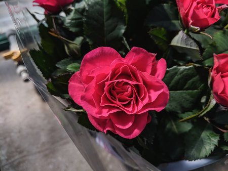 Beautiful red roses in a vase on the table at homeの写真素材