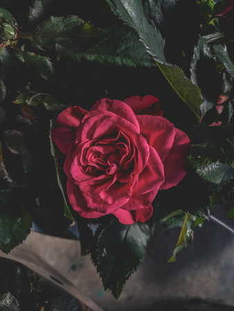 Beautiful red rose flower in the garden, vintage tone and selective focus