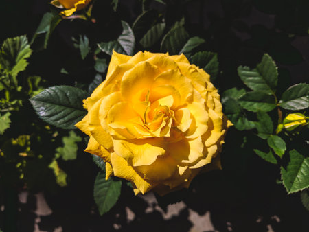 Beautiful yellow rose in the garden. Floral background. Nature.の写真素材