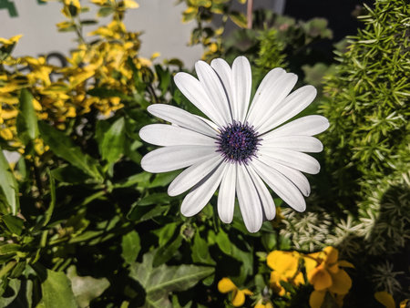 White osteospermum flower with yellow flowers in the background.の写真素材
