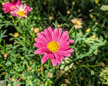 Pink daisy flower in garden, Thailand. (Selective focus)の写真素材