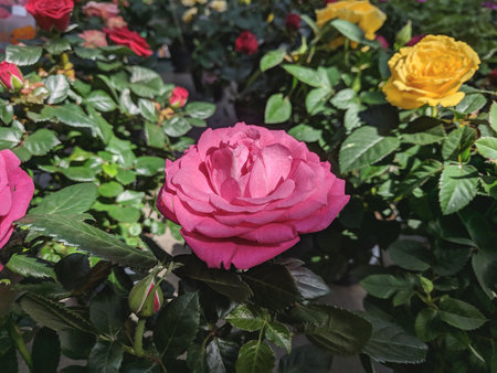 Beautiful pink rose with green leaves in the garden, stock photoの写真素材