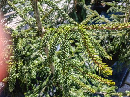 Close-up of spruce tree in a garden. Selective focusの写真素材