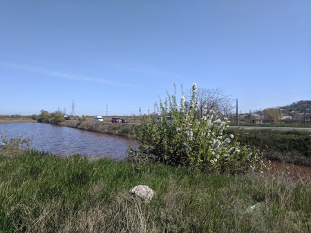 Flowering shrubs on the banks of the river. Spring.の写真素材