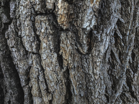 Tree bark texture. Tree bark texture background. Tree bark texture backgroundの写真素材