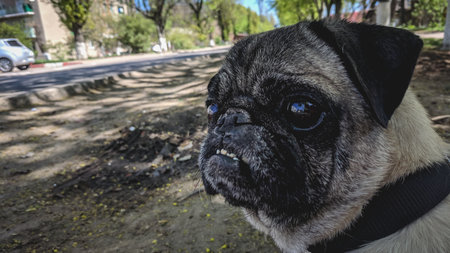 Close-up of a pug dog looking at the camera.の写真素材