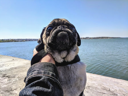 Pug dog on the hand of a man on the river bankの写真素材