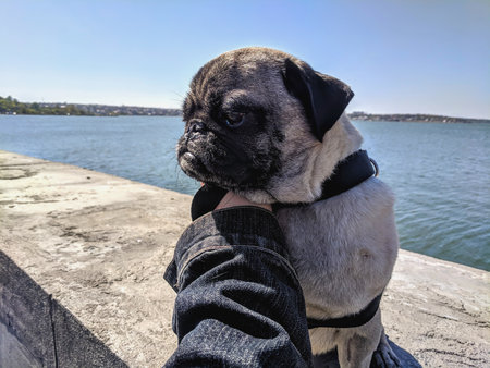 Pug dog sitting on the hand of a man on the pierの写真素材