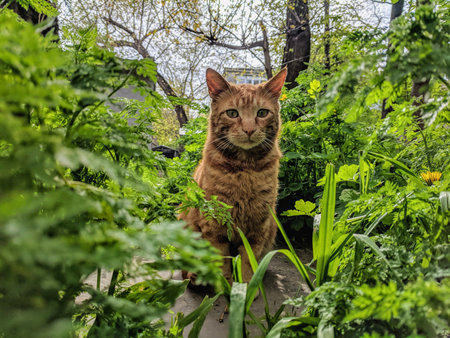 Cat in the garden. A cat in the garden. Cat in the garden.