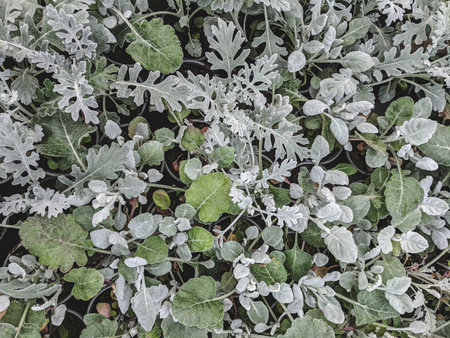 Leaves of cineraria plant in the garden, stock photoの写真素材