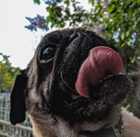 black pug dog with tongue sticking out, close-up portraitの写真素材