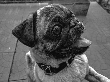 Black and white photo of a cute pug dog on the streetの写真素材