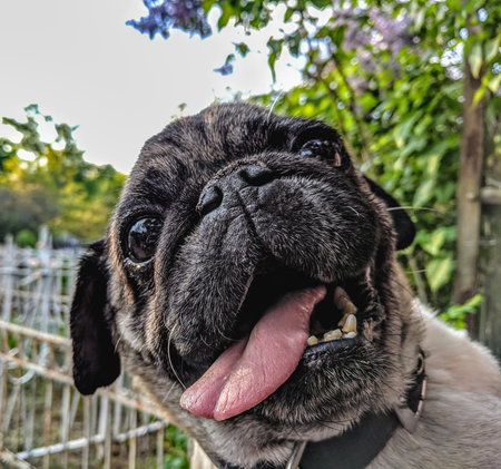 Cute pug dog with tongue sticking out in the garden.