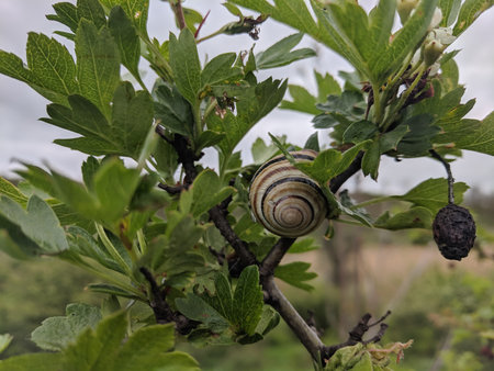 Snail on a branch of a gooseberry in the garden.の写真素材