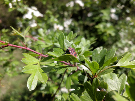 A close up of a red bug on a hawthorn bush.