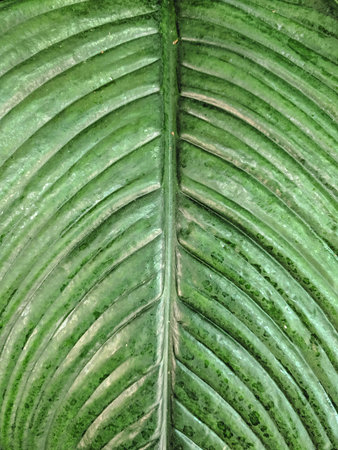 Close up of green leaf texture background. Natural pattern and texture.
