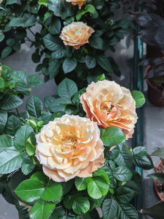 Beautiful roses in the garden, Roses are beautiful with a beautiful sunny day