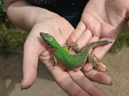 Lizard in the hands of a girl. Green lizard in the hands of a girl.