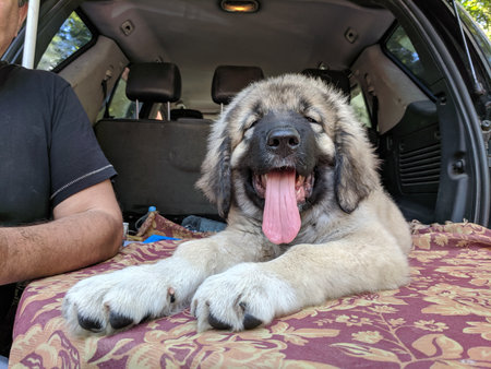 Caucasian Shepherd dog yawning in the trunk of a car