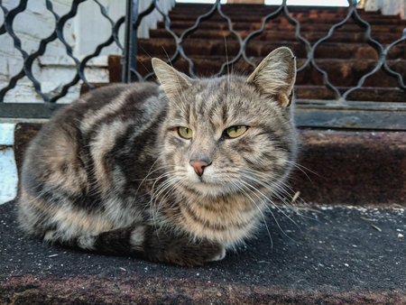 Portrait of a stray cat on the street. Selective focus.