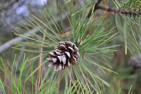 Pine cone on a branch of a pine tree in a forest