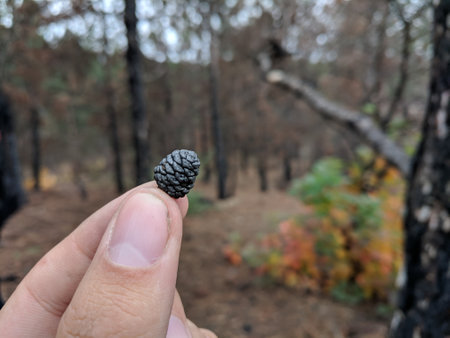 Pine cone in hand on the background of the autumn forest.
