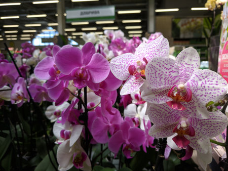 Phalaenopsis orchids in flower shop in Singapore.の写真素材
