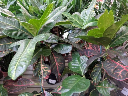 Variegated leaves of Calathea variegata in pots