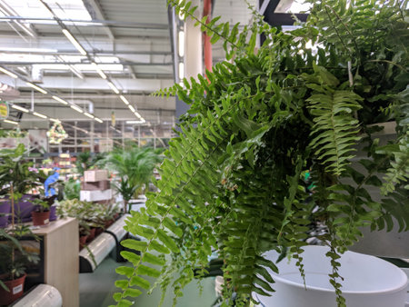 Ferns in the pot on the shelves in the flower shopの写真素材