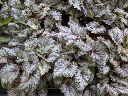 Variegated leaves of Begonia semperflorensisの写真素材