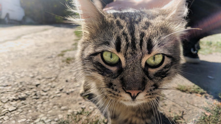 Portrait of a tabby cat with green eyes on the street